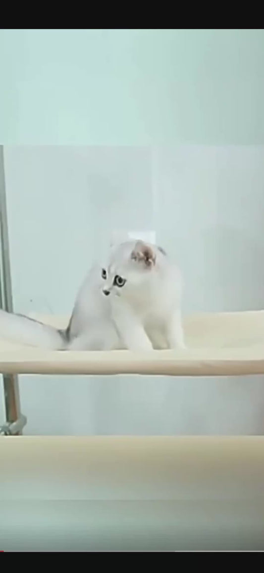 Cat Bed Cushion – Soft & Cozy Cat Sleeping Bed